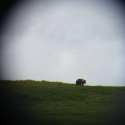 Grizzly bear spotted
