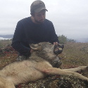 Wolf hunt