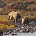 Grizzly with 2 cubs
