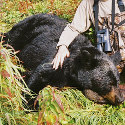 Black bear