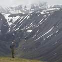 Looking for dall sheep