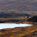 Fall colours in Alaska