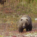 Cub grizzly bear